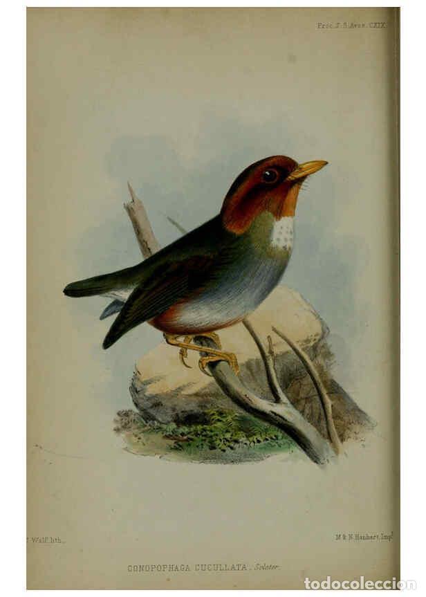 Sammeln von Zeitschriften und Zeitungen: Reproducci&oacute;n/Reproduction 6140325832: Proceedings of the Zoological Society of London. 1856 London :