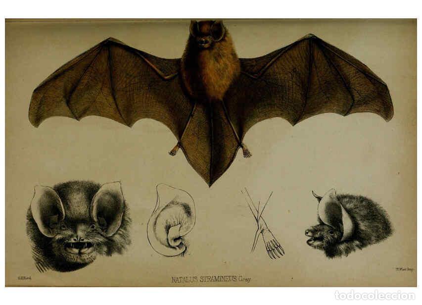 Sammeln von Zeitschriften und Zeitungen: Reproducci&oacute;n/Reproduction 6139776271: Proceedings of the Zoological Society of London. 1856 London :