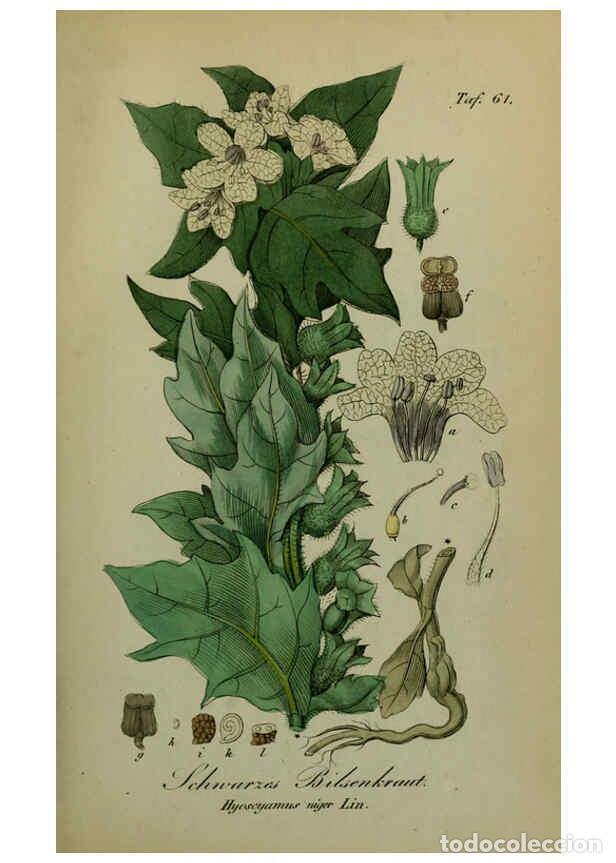 Sammeln von Zeitschriften und Zeitungen: Reproducci&oacute;n/Reproduction 6130858538: S&auml;mmtliche Giftgew&auml;chse Deutschlands Leipzig :F. Voight,1854 -