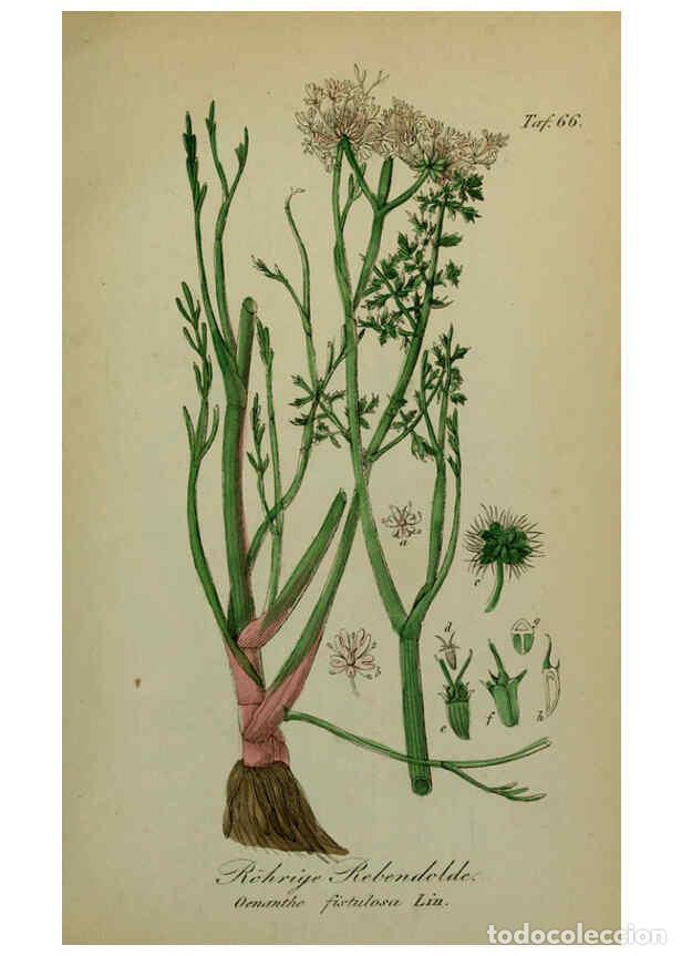 Sammeln von Zeitschriften und Zeitungen: Reproducci&oacute;n/Reproduction 6130309705: S&auml;mmtliche Giftgew&auml;chse Deutschlands Leipzig :F. Voight,1854 -