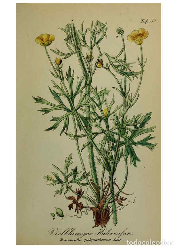 Sammeln von Zeitschriften und Zeitungen: Reproducci&oacute;n/Reproduction 6130849722: S&auml;mmtliche Giftgew&auml;chse Deutschlands Leipzig :F. Voight,1854 -