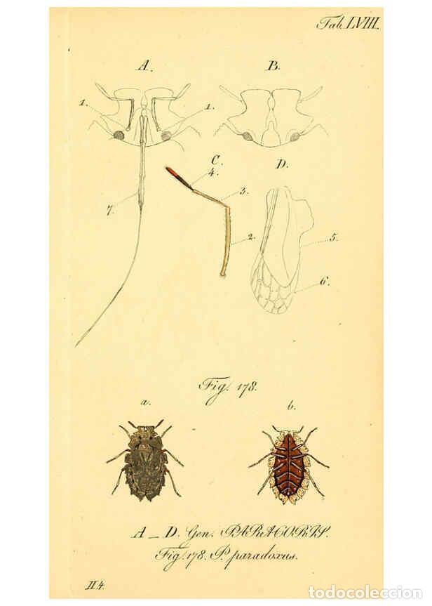 Collectionnisme de Revues et Journaux: Reproducci&oacute;n/Reproduction 6096009877: Die wanzenartigen Insecten. plates 1-4. N&uuml;rnberg :In der C.H.