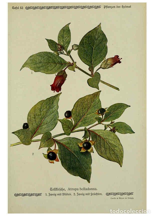 Collectionnisme de Revues et Journaux: Reproducci&oacute;n/Reproduction 6099380873: Pflanzen der Heimat Leipzig,Quelle und Meyer,1913 - Otto Schme