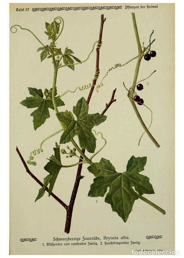 Collectionnisme de Revues et Journaux: Reproducci&oacute;n/Reproduction 6099929302: Pflanzen der Heimat Leipzig,Quelle und Meyer,1913 - Otto Schme