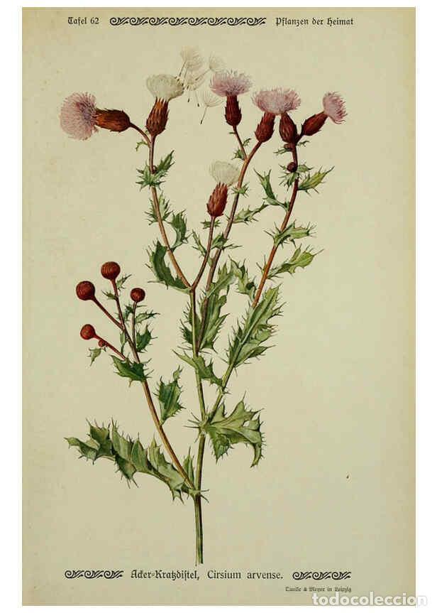 Collectionnisme de Revues et Journaux: Reproducci&oacute;n/Reproduction 6099383147: Pflanzen der Heimat Leipzig,Quelle und Meyer,1913 - Otto Schme