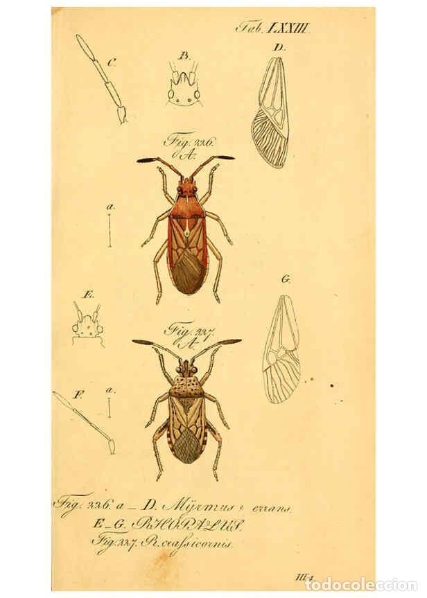 Collectionnisme de Revues et Journaux: Reproducci&oacute;n/Reproduction 6096558562: Die wanzenartigen Insecten. plates 1-4. N&uuml;rnberg :In der C.H.