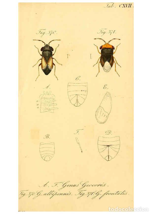 Collectionnisme de Revues et Journaux: Reproducci&oacute;n/Reproduction 6096569574: Die wanzenartigen Insecten. plates 1-4. N&uuml;rnberg :In der C.H.