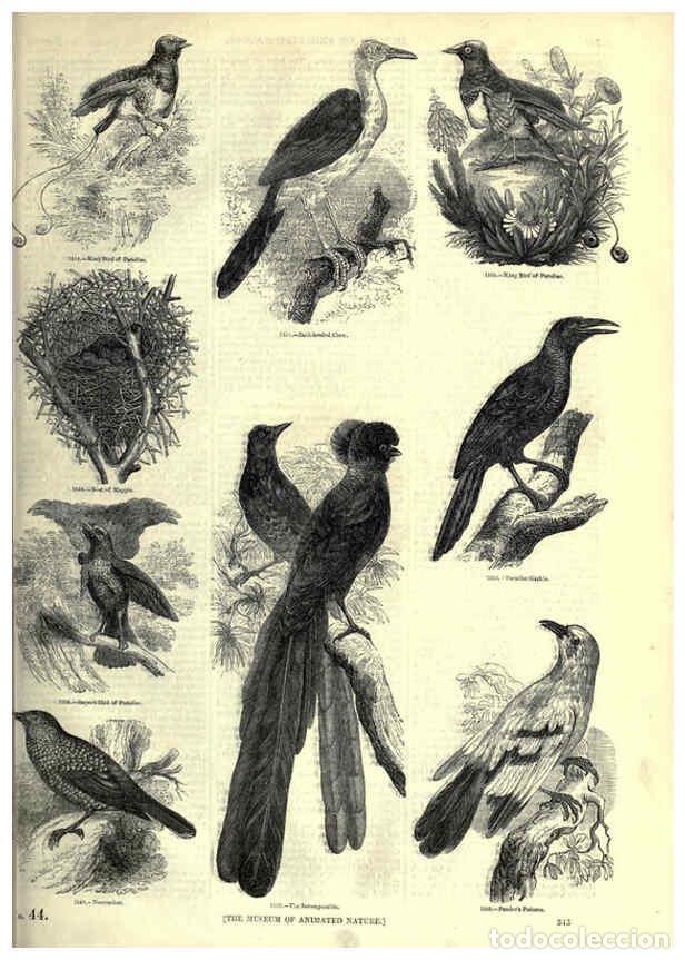 Collezionismo di Riviste e Giornali: Reproducci&oacute;n/Reproduction 6092511495: The pictorial museum of animated nature. v.1. London :C. Cox,[