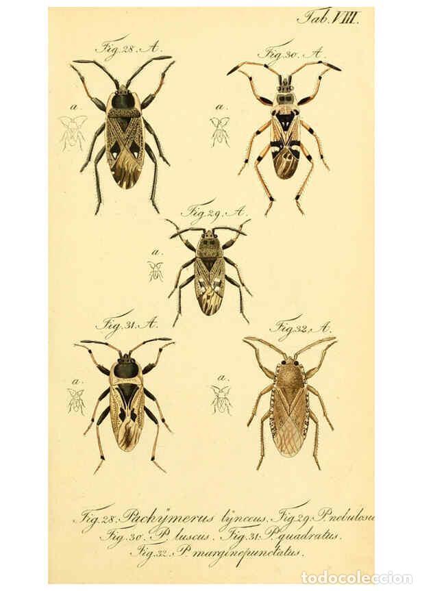 Collezionismo di Riviste e Giornali: Reproducci&oacute;n/Reproduction 6095998191: Die wanzenartigen Insecten. plates 1-4. N&uuml;rnberg :In der C.H.