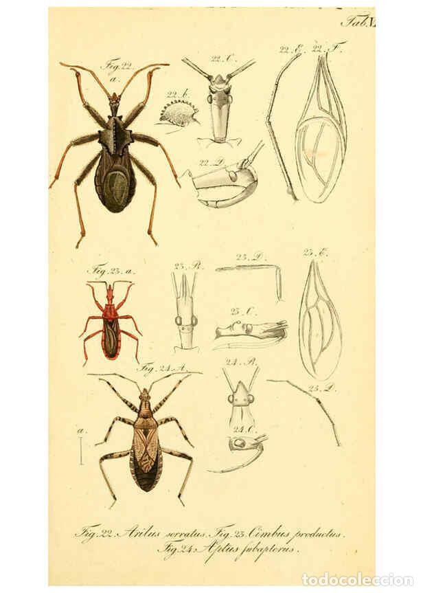 Collezionismo di Riviste e Giornali: Reproducci&oacute;n/Reproduction 6095997697: Die wanzenartigen Insecten. plates 1-4. N&uuml;rnberg :In der C.H.