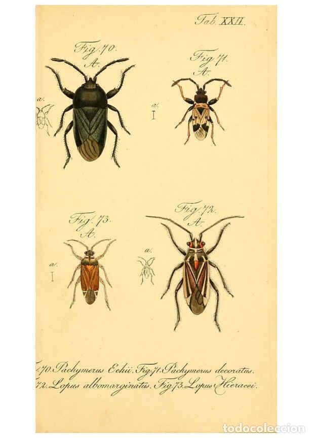 Collezionismo di Riviste e Giornali: Reproducci&oacute;n/Reproduction 6096001283: Die wanzenartigen Insecten. plates 1-4. N&uuml;rnberg :In der C.H.