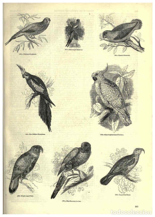 Collezionismo di Riviste e Giornali: Reproducci&oacute;n/Reproduction 6093054118: The pictorial museum of animated nature. v.1. London :C. Cox,[