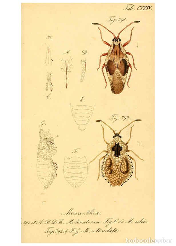 Collezionismo di Riviste e Giornali: Reproducci&oacute;n/Reproduction 6096570948: Die wanzenartigen Insecten. plates 1-4. N&uuml;rnberg :In der C.H.