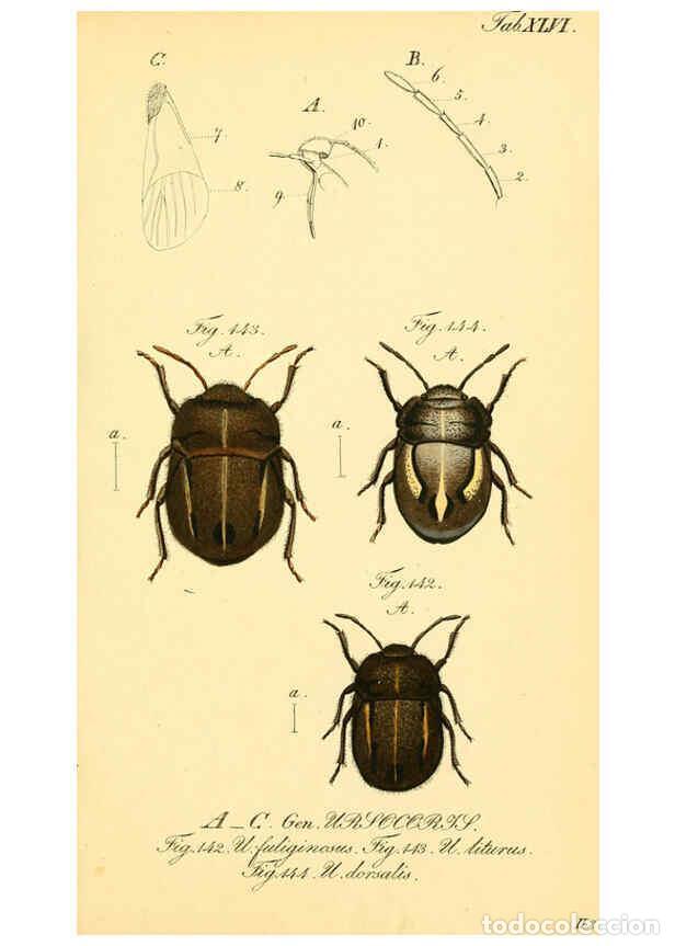 Collezionismo di Riviste e Giornali: Reproducci&oacute;n/Reproduction 6096551786: Die wanzenartigen Insecten. plates 1-4. N&uuml;rnberg :In der C.H.