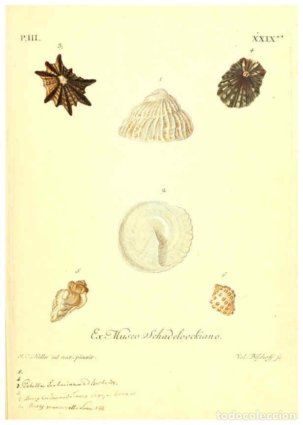 Collezionismo di Riviste e Giornali: Reproducci&oacute;n/Reproduction 6096642614: Vergn&uuml;gen der Augen und des Gem&uuml;ths. v.2 atlas. [Nuremberg :17