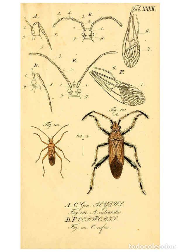 Collezionismo di Riviste e Giornali: Reproducci&oacute;n/Reproduction 6096548072: Die wanzenartigen Insecten. plates 1-4. N&uuml;rnberg :In der C.H.
