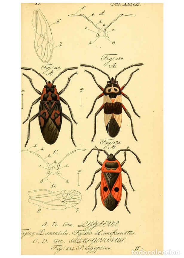 Collezionismo di Riviste e Giornali: Reproducci&oacute;n/Reproduction 6096549730: Die wanzenartigen Insecten. plates 1-4. N&uuml;rnberg :In der C.H.
