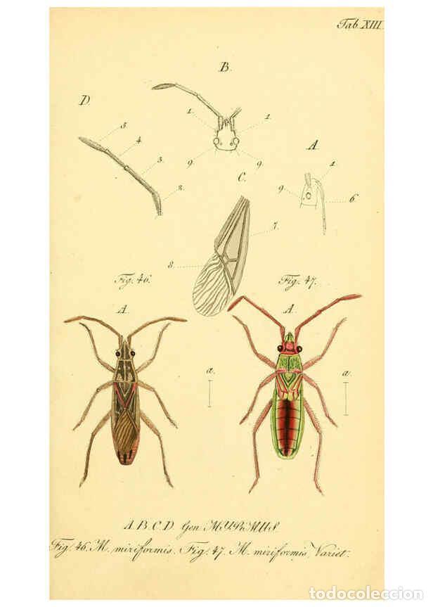 Coleccionismo de Revistas y Peri&oacute;dicos: Reproducci&oacute;n/Reproduction 6095999351: Die wanzenartigen Insecten. plates 1-4. N&uuml;rnberg :In der C.H.