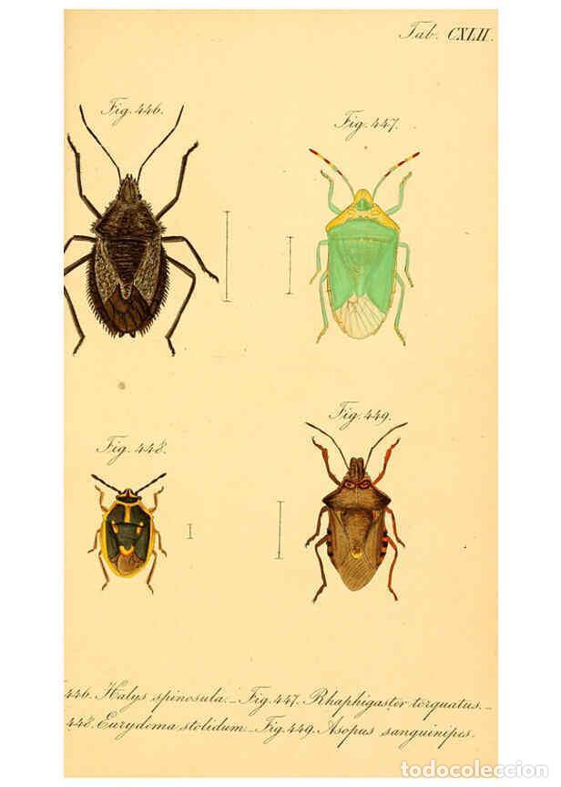 Coleccionismo de Revistas y Peri&oacute;dicos: Reproducci&oacute;n/Reproduction 6096030291: Die wanzenartigen Insecten. plates 1-4. N&uuml;rnberg :In der C.H.