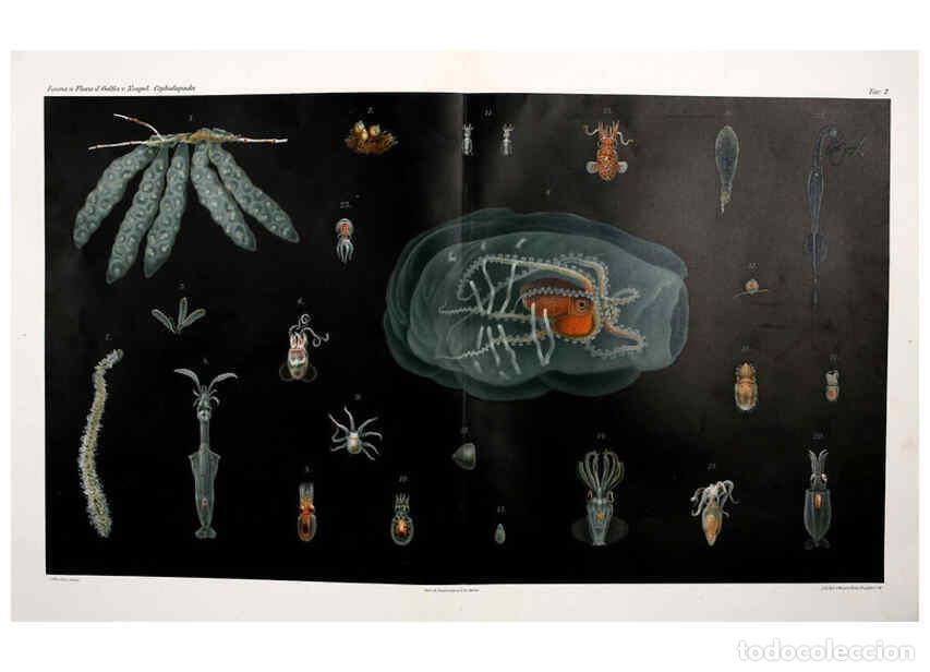 Collezionismo di Riviste e Giornali: Reproducci&oacute;n/Reproduction 6105706381: I Cefalopodi viventi nel Golfo di Napoli (sistematica) Berlin