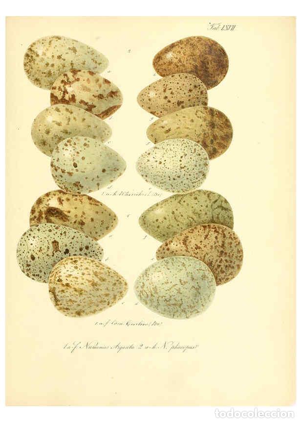 Collezionismo di Riviste e Giornali: Reproducci&oacute;n/Reproduction 6105649053: Zur Fortpflanzungsgeschichte der gesammten V&ouml;gel Dresden,[1856