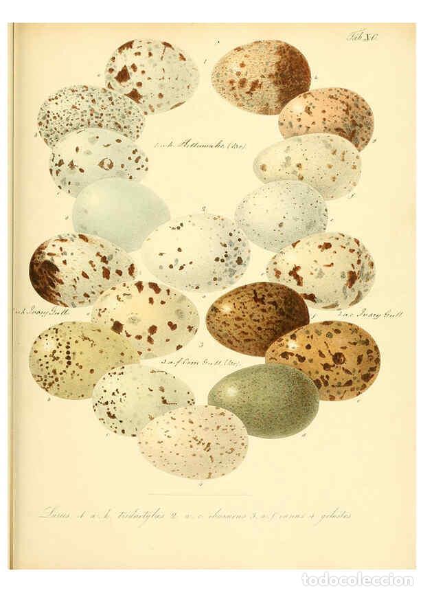 Collezionismo di Riviste e Giornali: Reproducci&oacute;n/Reproduction 6106197626: Zur Fortpflanzungsgeschichte der gesammten V&ouml;gel Dresden,[1856