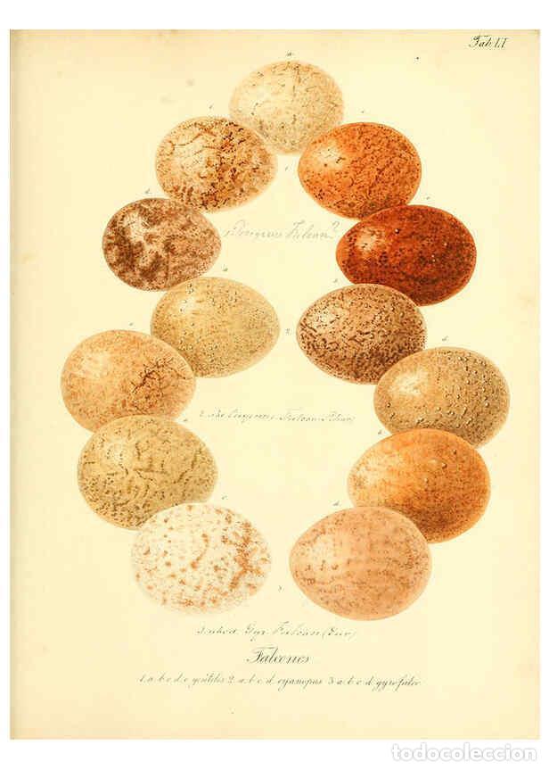 Collezionismo di Riviste e Giornali: Reproducci&oacute;n/Reproduction 6105645635: Zur Fortpflanzungsgeschichte der gesammten V&ouml;gel Dresden,[1856