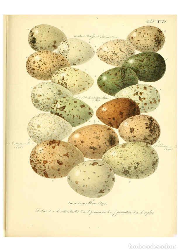 Collezionismo di Riviste e Giornali: Reproducci&oacute;n/Reproduction 6105652497: Zur Fortpflanzungsgeschichte der gesammten V&ouml;gel Dresden,[1856