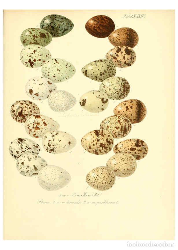 Collezionismo di Riviste e Giornali: Reproducci&oacute;n/Reproduction 6106196472: Zur Fortpflanzungsgeschichte der gesammten V&ouml;gel Dresden,[1856