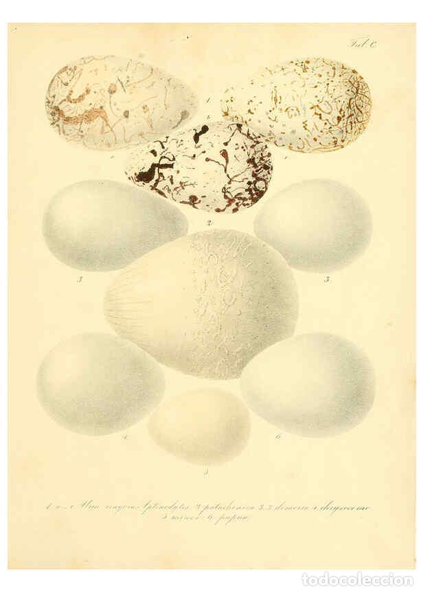 Collezionismo di Riviste e Giornali: Reproducci&oacute;n/Reproduction 6106199526: Zur Fortpflanzungsgeschichte der gesammten V&ouml;gel Dresden,[1856