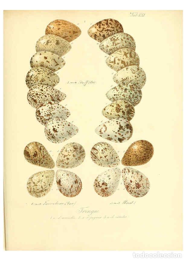 Collezionismo di Riviste e Giornali: Reproducci&oacute;n/Reproduction 6105647843: Zur Fortpflanzungsgeschichte der gesammten V&ouml;gel Dresden,[1856