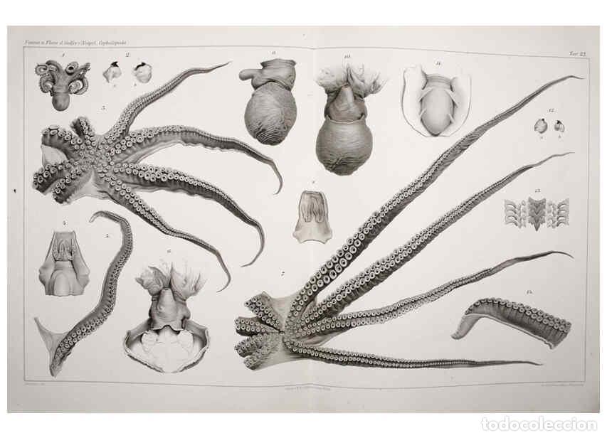 Collezionismo di Riviste e Giornali: Reproducci&oacute;n/Reproduction 6106254286: I Cefalopodi viventi nel Golfo di Napoli (sistematica) Berlin