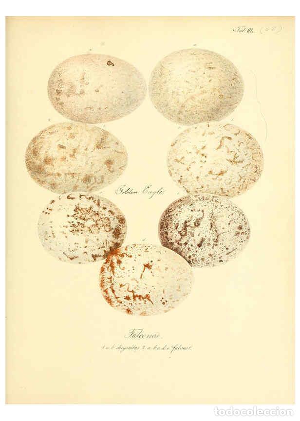 Collezionismo di Riviste e Giornali: Reproducci&oacute;n/Reproduction 6106189480: Zur Fortpflanzungsgeschichte der gesammten V&ouml;gel Dresden,[1856