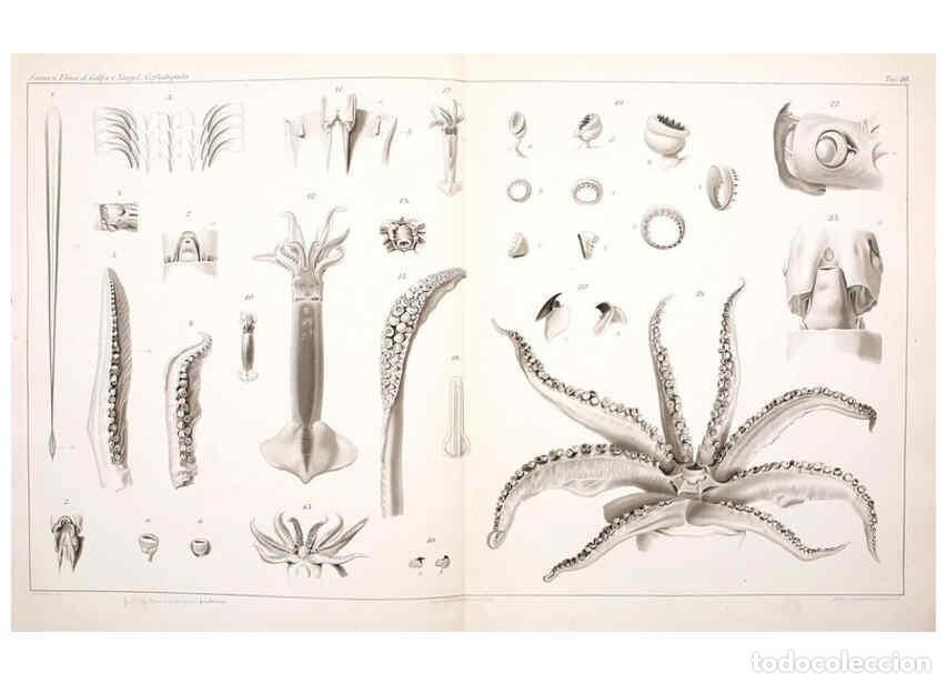 Collezionismo di Riviste e Giornali: Reproducci&oacute;n/Reproduction 6105707271: I Cefalopodi viventi nel Golfo di Napoli (sistematica) Berlin