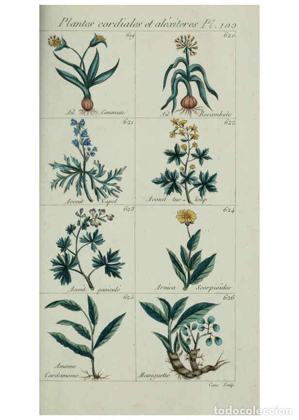 Collezionismo di Riviste e Giornali: Reproducci&oacute;n/Reproduction 6103467523: Plantes usuelles, indig&egrave;nes et exotiques Paris :Duprat-Duverge
