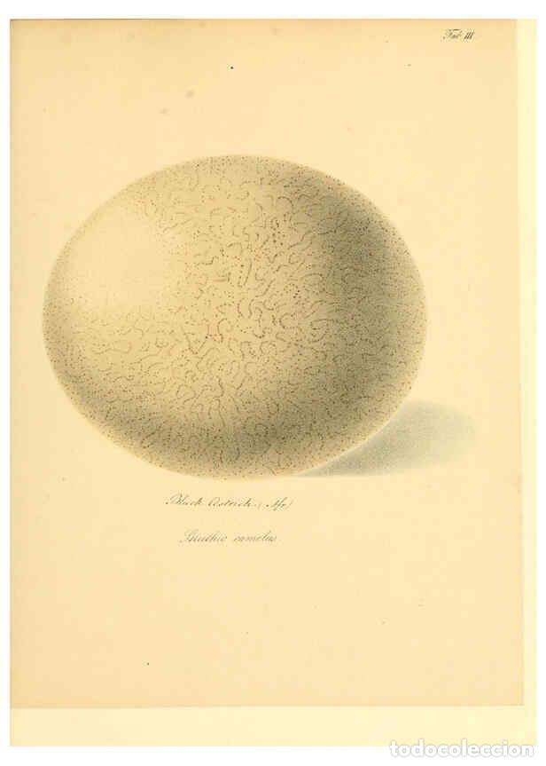 Collezionismo di Riviste e Giornali: Reproducci&oacute;n/Reproduction 6105637331: Zur Fortpflanzungsgeschichte der gesammten V&ouml;gel Dresden,[1856