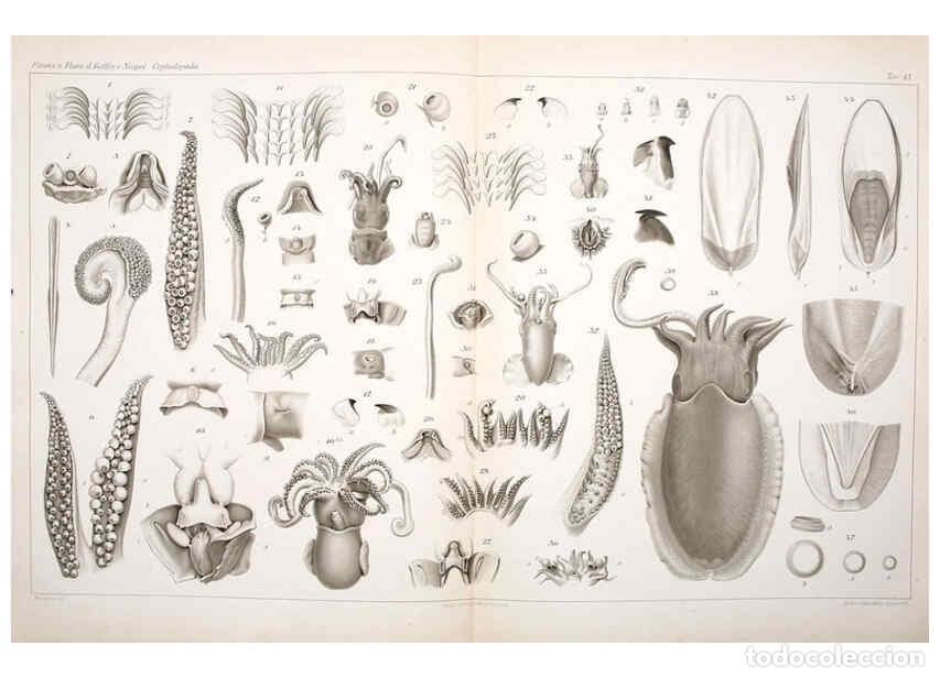 Collezionismo di Riviste e Giornali: Reproducci&oacute;n/Reproduction 6106252756: I Cefalopodi viventi nel Golfo di Napoli (sistematica) Berlin