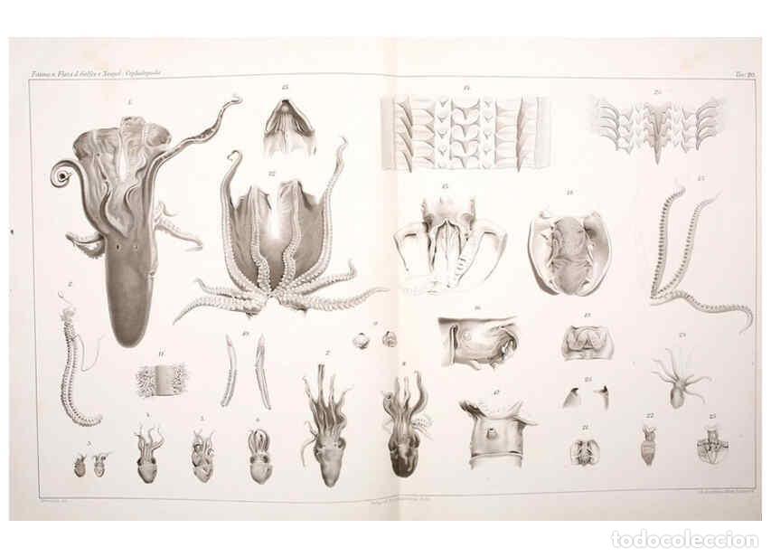 Collezionismo di Riviste e Giornali: Reproducci&oacute;n/Reproduction 6105709385: I Cefalopodi viventi nel Golfo di Napoli (sistematica) Berlin