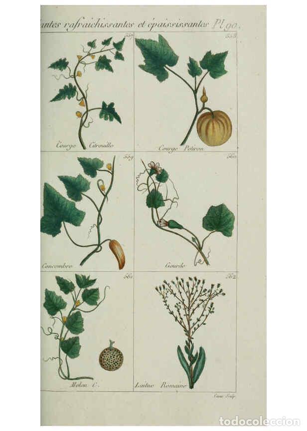 Collezionismo di Riviste e Giornali: Reproducci&oacute;n/Reproduction 6104011786: Plantes usuelles, indig&egrave;nes et exotiques Paris :Duprat-Duverge