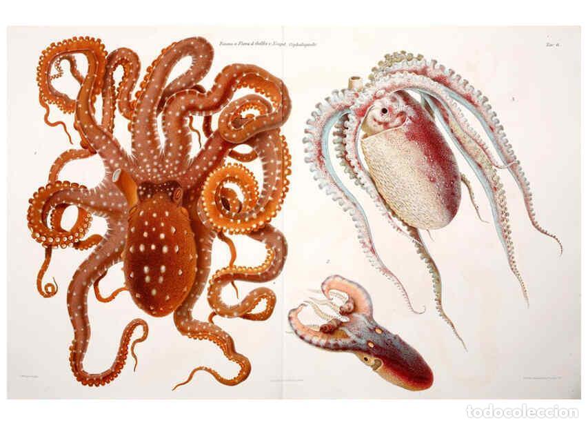 Collezionismo di Riviste e Giornali: Reproducci&oacute;n/Reproduction 6105706237: I Cefalopodi viventi nel Golfo di Napoli (sistematica) Berlin