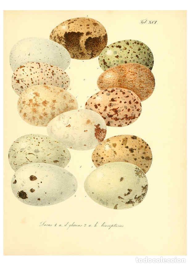 Collezionismo di Riviste e Giornali: Reproducci&oacute;n/Reproduction 6105653717: Zur Fortpflanzungsgeschichte der gesammten V&ouml;gel Dresden,[1856