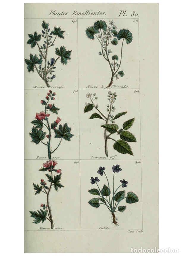 Collezionismo di Riviste e Giornali: Reproducci&oacute;n/Reproduction 6104009124: Plantes usuelles, indig&egrave;nes et exotiques Paris :Duprat-Duverge
