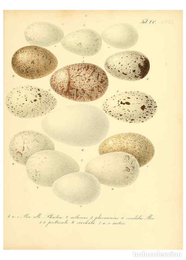 Collezionismo di Riviste e Giornali: Reproducci&oacute;n/Reproduction 6106198692: Zur Fortpflanzungsgeschichte der gesammten V&ouml;gel Dresden,[1856