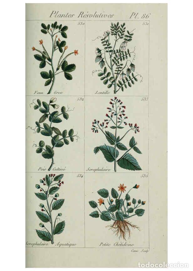Collezionismo di Riviste e Giornali: Reproducci&oacute;n/Reproduction 6104010672: Plantes usuelles, indig&egrave;nes et exotiques Paris :Duprat-Duverge