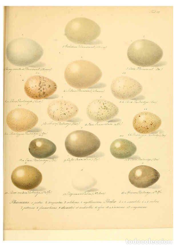 Collezionismo di Riviste e Giornali: Reproducci&oacute;n/Reproduction 6106182366: Zur Fortpflanzungsgeschichte der gesammten V&ouml;gel Dresden,[1856