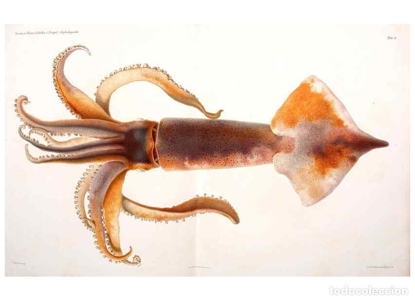 Collezionismo di Riviste e Giornali: Reproducci&oacute;n/Reproduction 6105705411: I Cefalopodi viventi nel Golfo di Napoli (sistematica) Berlin