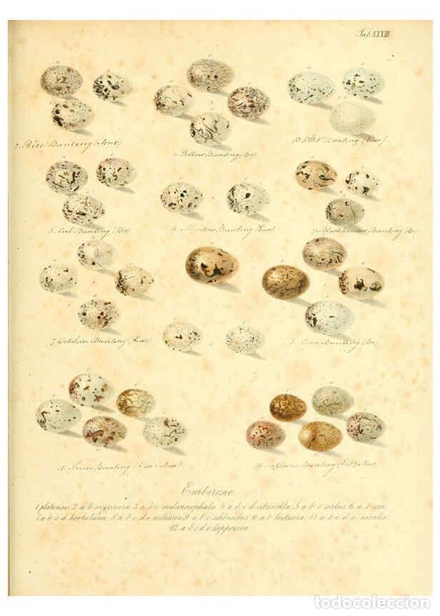 Colecionismo de Revistas e Jornais: Reproducci&oacute;n/Reproduction 6106186762: Zur Fortpflanzungsgeschichte der gesammten V&ouml;gel Dresden,[1856