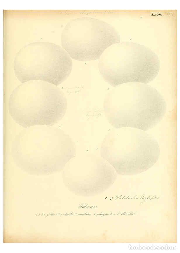 Colecionismo de Revistas e Jornais: Reproducci&oacute;n/Reproduction 6105644873: Zur Fortpflanzungsgeschichte der gesammten V&ouml;gel Dresden,[1856