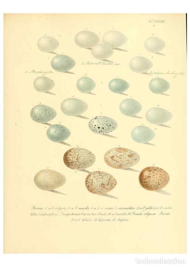 Colecionismo de Revistas e Jornais: Reproducci&oacute;n/Reproduction 6105643161: Zur Fortpflanzungsgeschichte der gesammten V&ouml;gel Dresden,[1856