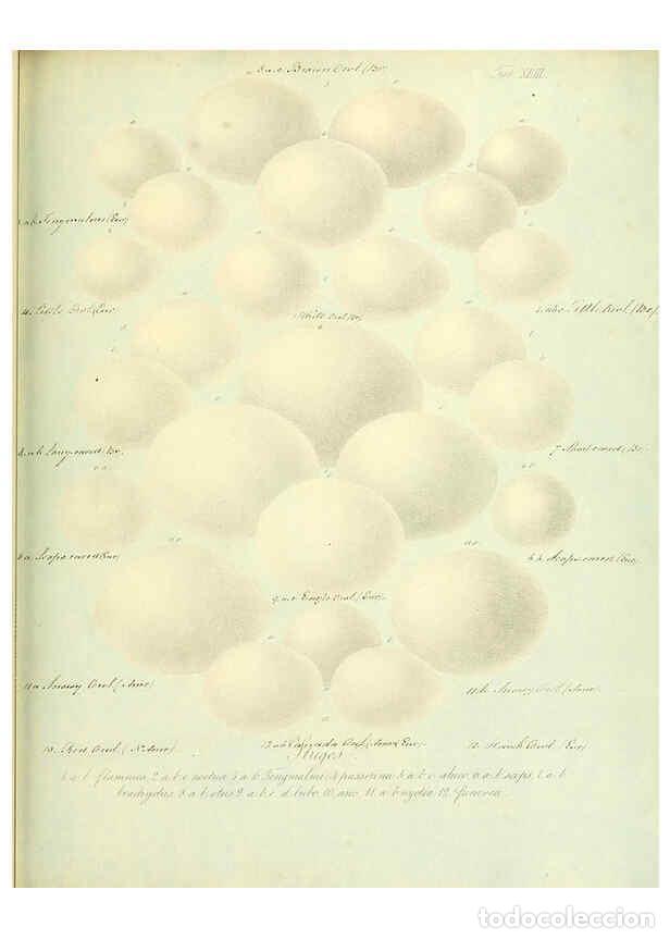 Colecionismo de Revistas e Jornais: Reproducci&oacute;n/Reproduction 6106188540: Zur Fortpflanzungsgeschichte der gesammten V&ouml;gel Dresden,[1856